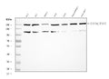 Anti-EIF3A Antibody Picoband®