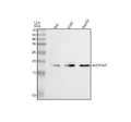 Anti-ALOX5AP Antibody Picoband®