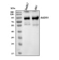 Anti-CD204/Msr1 Antibody Picoband®