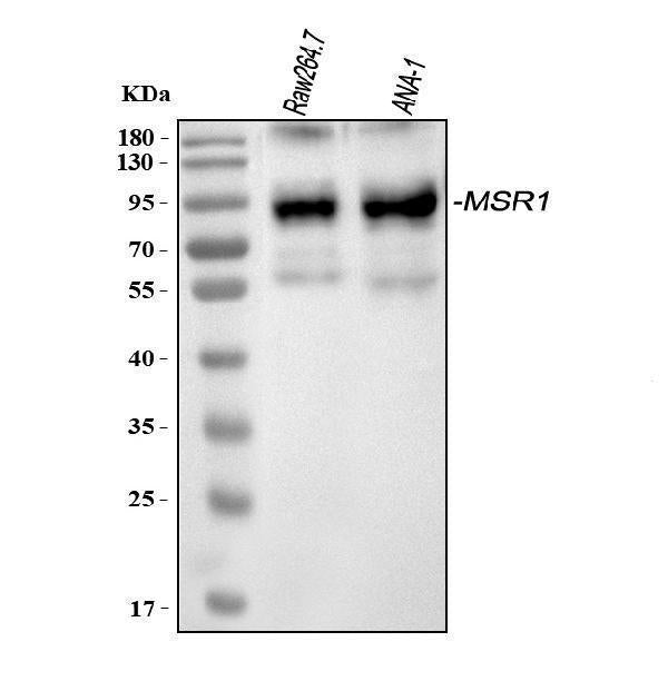 Anti-CD204/Msr1 Antibody Picoband®