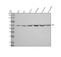 Anti-Hepsin/HPN Antibody Picoband®