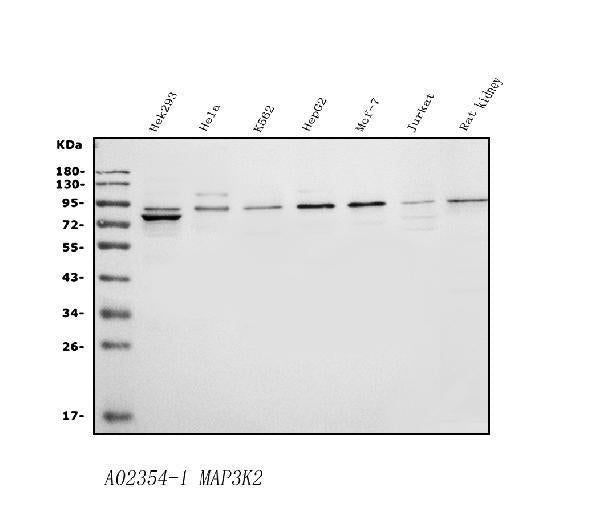 Anti-MEKK2/MAP3K2 Antibody Picoband®