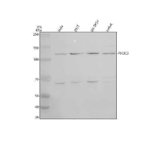 Anti-VPS34/PIK3C3 Antibody Picoband®