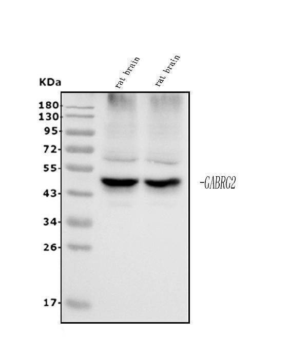 Anti-GABA A Receptor gamma 2/GABRG2 Antibody Picoband®