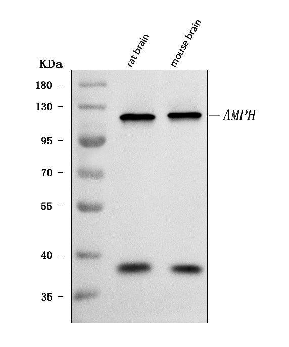 Anti-Amphiphysin/AMPH Antibody Picoband®