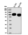 Anti-EAAT3/SLC1A1 Antibody Picoband®