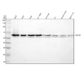 Anti-TERF2IP Antibody Picoband®