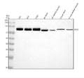 Anti-HLCS Antibody Picoband®