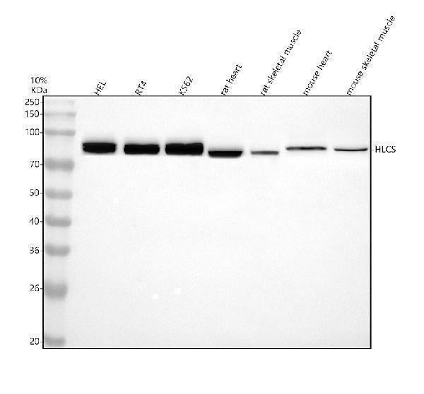 Anti-HLCS Antibody Picoband®