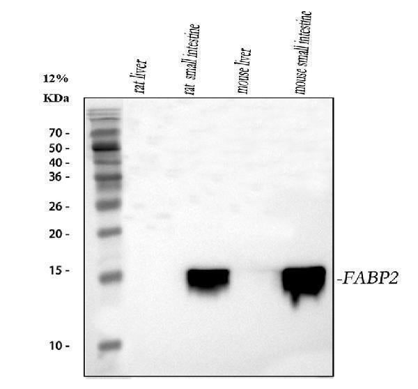 Anti-FABP2/I-FABP Antibody Picoband®