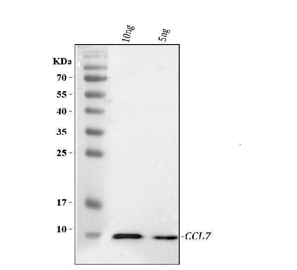 Anti-Ccl7 Antibody Picoband®