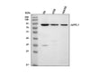 Anti-APPL/APPL1 Antibody Picoband®