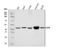 Anti-ACADM/MCAD Antibody Picoband®