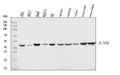 Anti-ACADM/MCAD Antibody Picoband®
