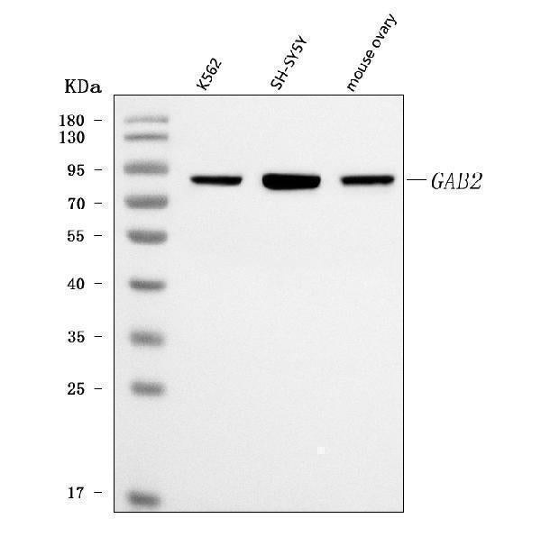 Anti-GAB2 Antibody Picoband®
