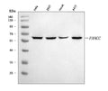 Anti-FANCC Antibody Picoband®