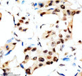 Anti-SLX4 Antibody