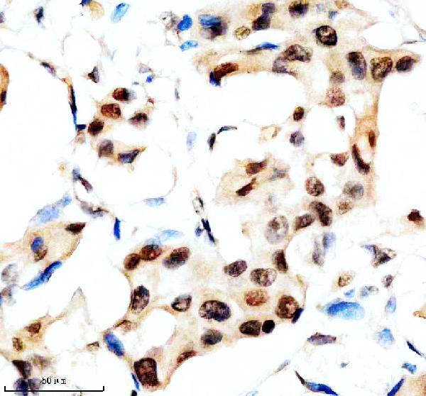 Anti-SLX4 Antibody