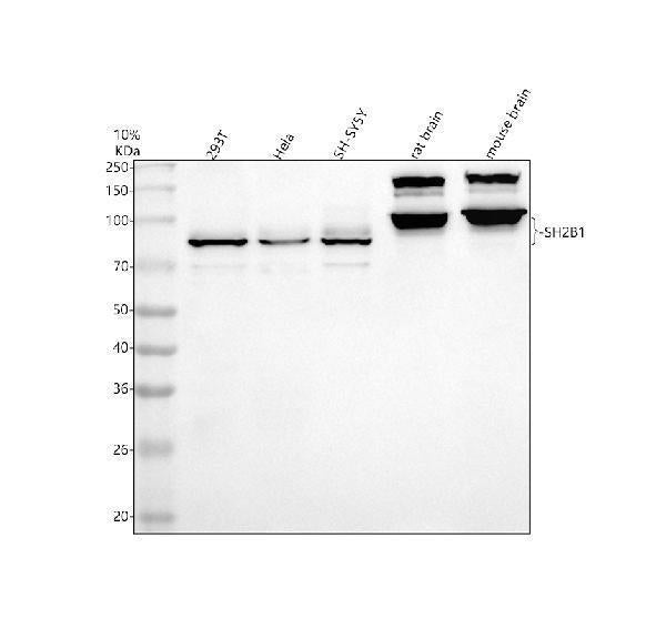 Anti-SH2B1 Antibody Picoband®