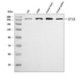 Anti-beta 1 Spectrin/SPTB Antibody Picoband®