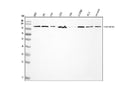Anti-GADD34/PPP1R15A Antibody Picoband®