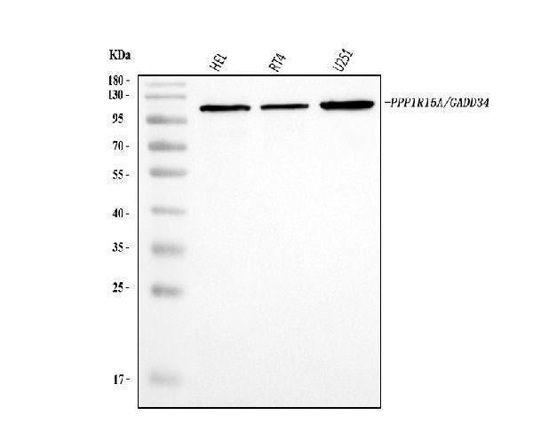 Anti-GADD34/PPP1R15A Antibody Picoband®