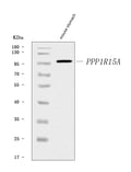 Anti-GADD34/Ppp1r15a Antibody Picoband®