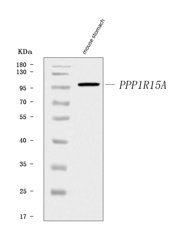 Anti-GADD34/Ppp1r15a Antibody Picoband®