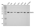 Anti-CLIC1 Antibody Picoband®