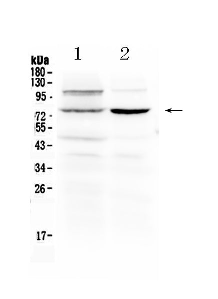 Anti-Dishevelled 2/DVL2 Antibody Picoband®