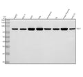 Anti-DVL2 Antibody Picoband®