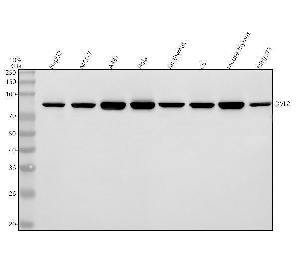 Anti-DVL2 Antibody Picoband®