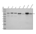 Anti-PEX5 Antibody Picoband®