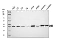 Anti-GNB3 Antibody Picoband®