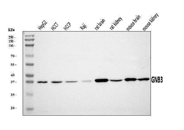 Anti-GNB3 Antibody Picoband®