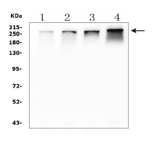Anti-NUP214 Antibody Picoband®