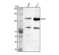 Anti-CDCP1 Antibody Picoband®
