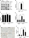Anti-BRD2 Antibody Picoband®