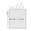 Anti-Inhibin alpha/INHA Antibody Picoband®