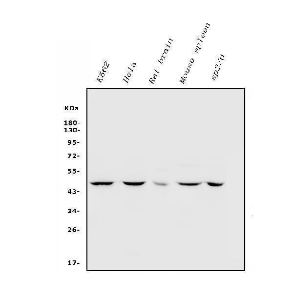 Anti-Inhibin alpha/INHA Antibody Picoband®