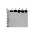 Anti-RB1CC1 Antibody Picoband®