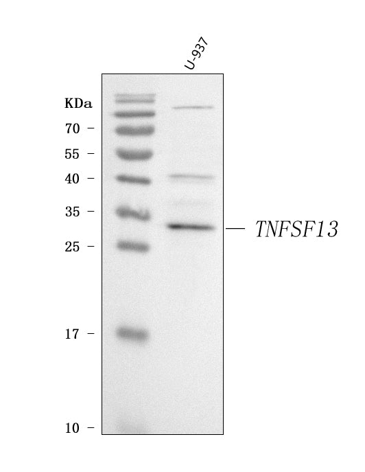 Anti-APRIL/TNFSF13 Antibody Picoband®