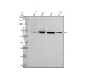 Anti-EIF2A Antibody Picoband®