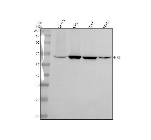 Anti-EIF2A Antibody Picoband®