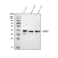 Anti-Alpha 1 microglobulin/Ambp Antibody Picoband®