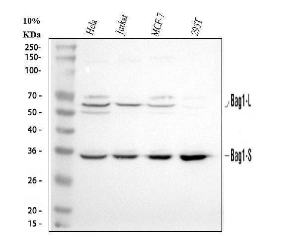 Anti-Bag1 Antibody Picoband®