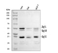 Anti-BAG1 Antibody Picoband®