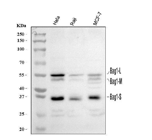 Anti-BAG1 Antibody Picoband®