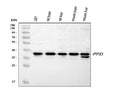 Anti-PPID Antibody Picoband®