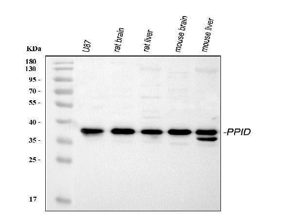 Anti-PPID Antibody Picoband®